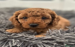 Cavapoo dogs for sale: F1B CAVAPOO FOX RED - Image 7