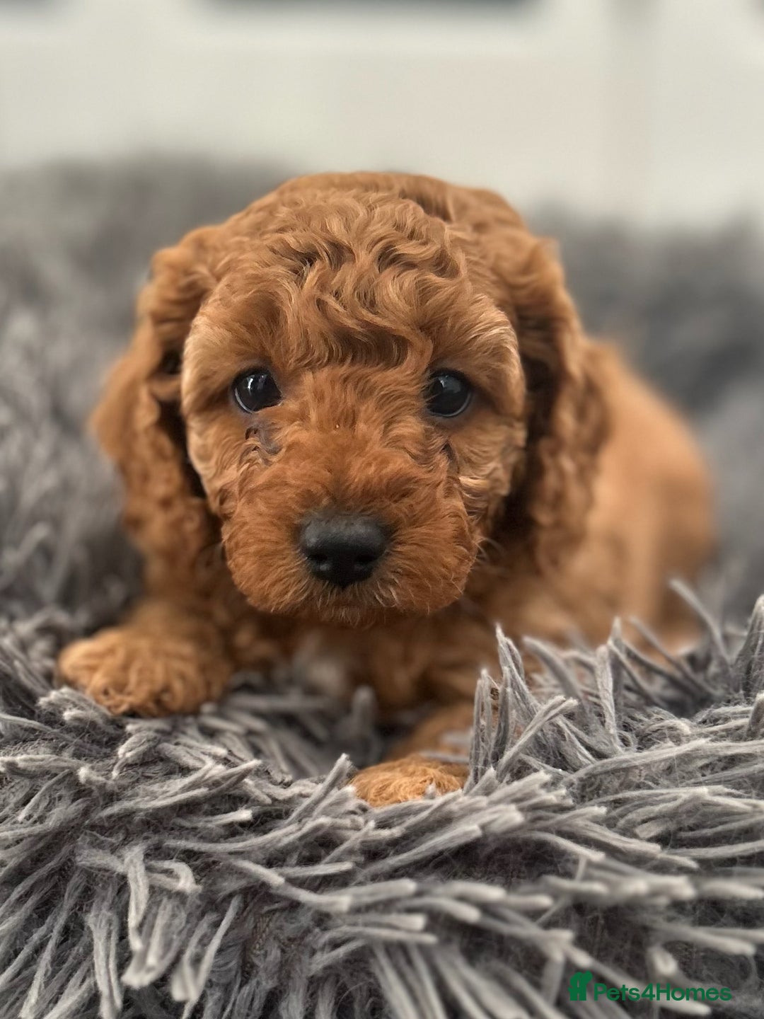 Cavapoo dogs for sale: F1B CAVAPOO FOX RED - Image 7