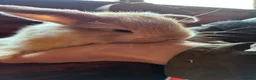Mini Lop rabbits for sale: Pure bred mini lop rabbits for sale in Llanidloes - Advert 1