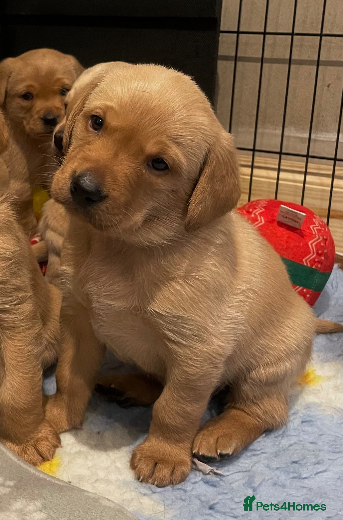 Labrador Retriever dogs Health tested lab pups  - Advert 4