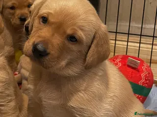 Labrador Retriever dogs Health tested lab pups - Advert 4