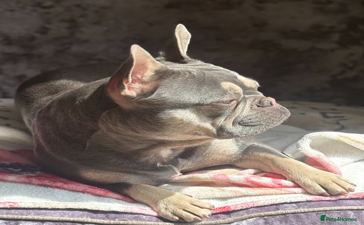 French Bulldog dogs - Advert 1