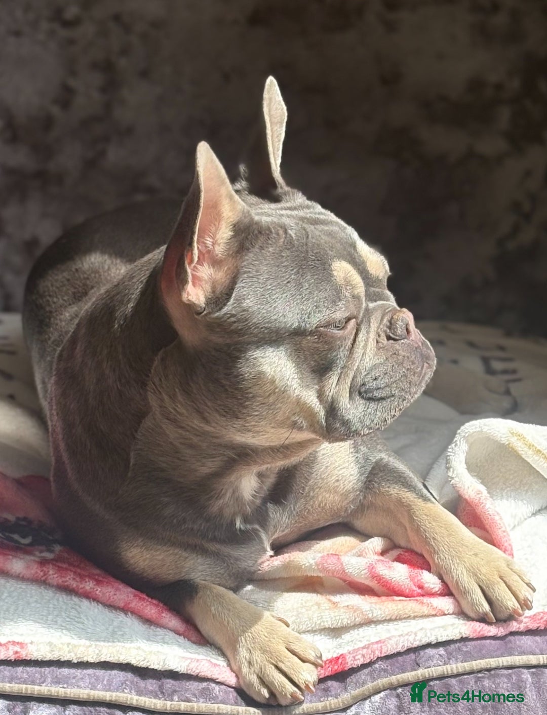 French Bulldog dogs for sale: FEMALE FRENCH BULLDOG…KC REG - Image 1