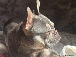 French Bulldog dogs - Advert 9