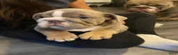 English Bulldog dogs for stud: 💚 KYLO 💚 - Advert 7