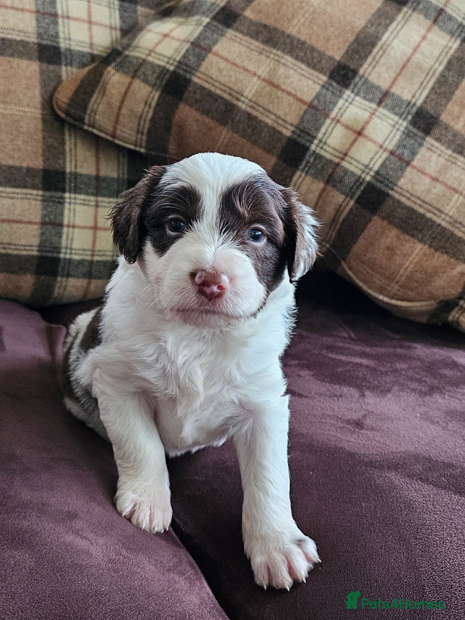 Mixed Breed dogs Handsome Black/white and brown/white boy puppies - Advert 2