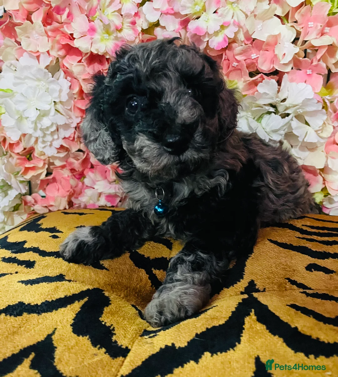 Miniature Poodle dogs for stud: Blue Merle Miniature Poodle (PROVEN) Health Tested in Sunderland - Advert 35