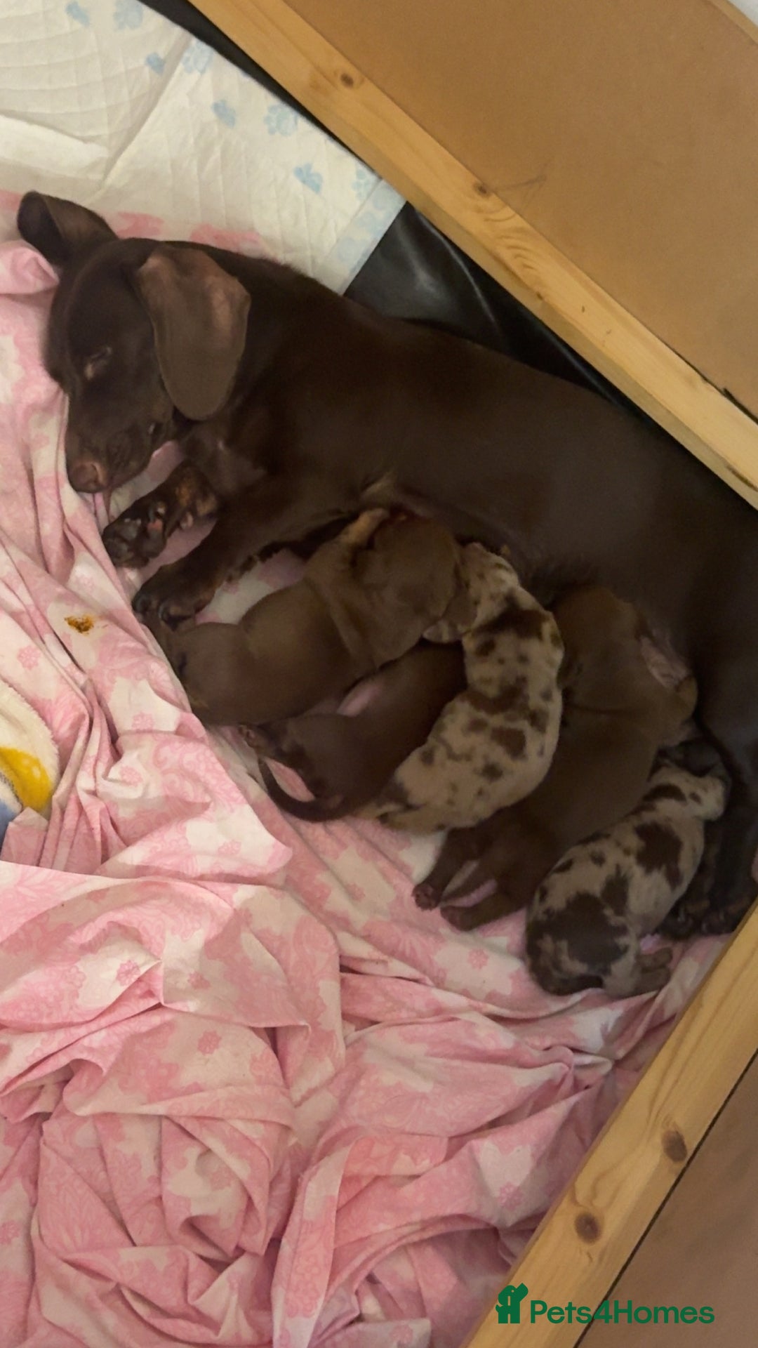 Dachshund dogs for sale: 🌭🌭🌭🌭🌭🌭🌭little dachshunds🌭🌭🌭🌭🌭  - Image 3