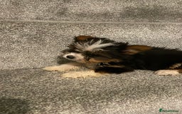 Biewer Terrier dogs for sale:  **  Biewer Terrier Babies Available 🥰 - Image 3