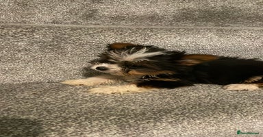 Biewer Terrier dogs  **  Biewer Terrier Babies Available 🥰 - Advert 4