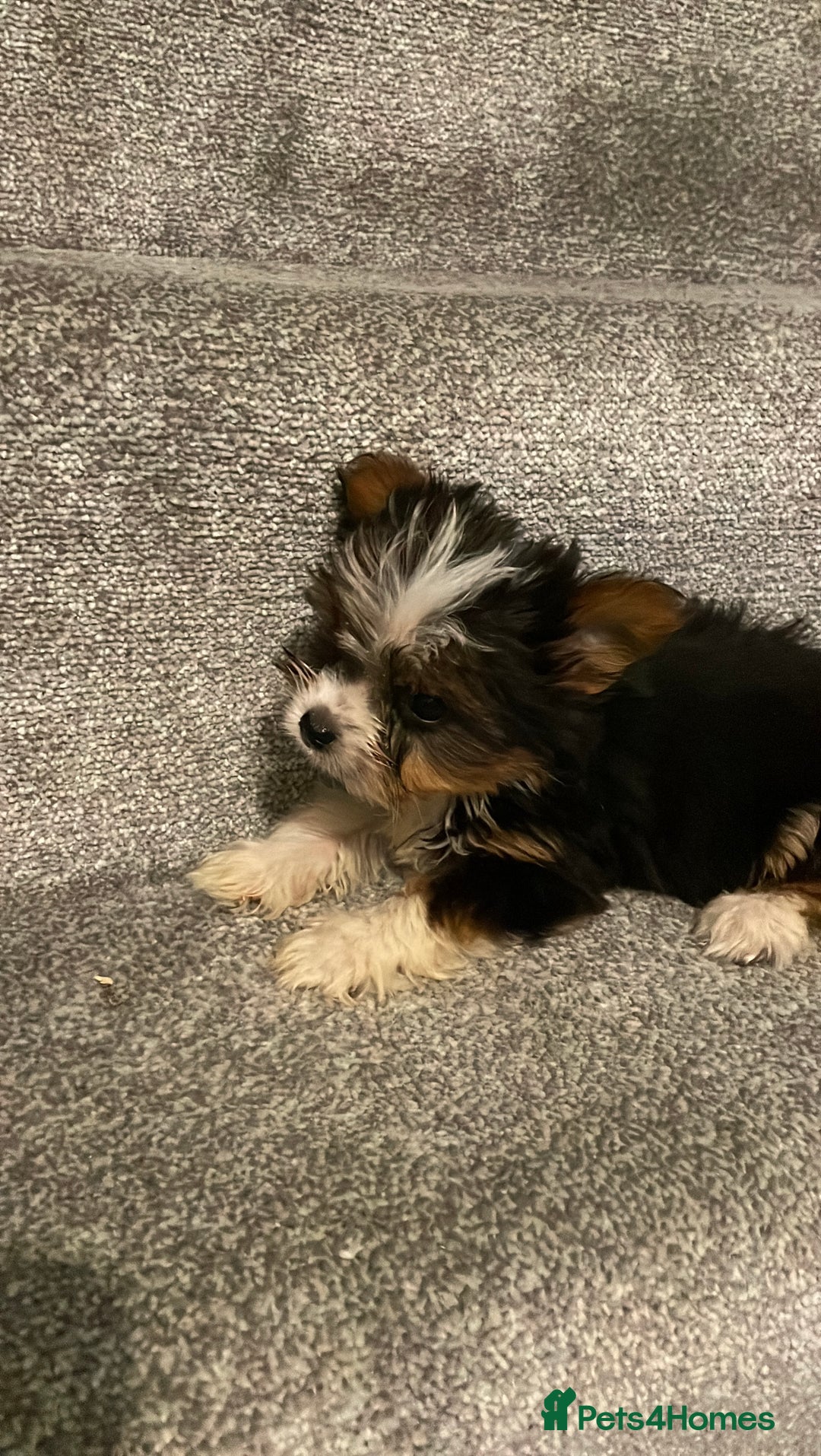 Biewer Terrier dogs for sale:  **  Biewer Terrier Babies Available 🥰 - Image 3