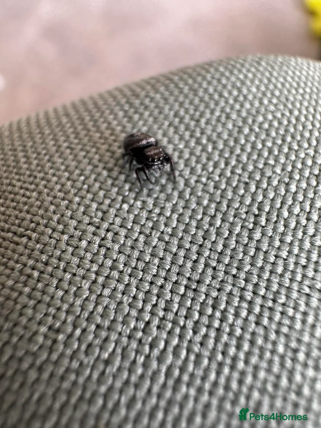 Spiders invertebrates for sale: Apalachicola jumping spiders  - Advert 1