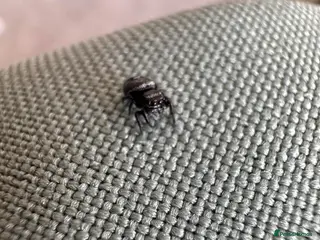 Spiders invertebrates Apalachicola jumping spiders - Advert 6