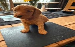 Labradoodle dogs for sale: Gorgeous Red Mini Labradoodles last one - Image 14