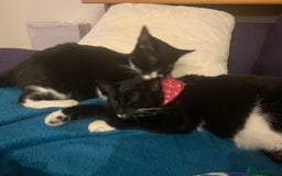 British Shorthair cats for sale: Juno and Minnie - Image 4