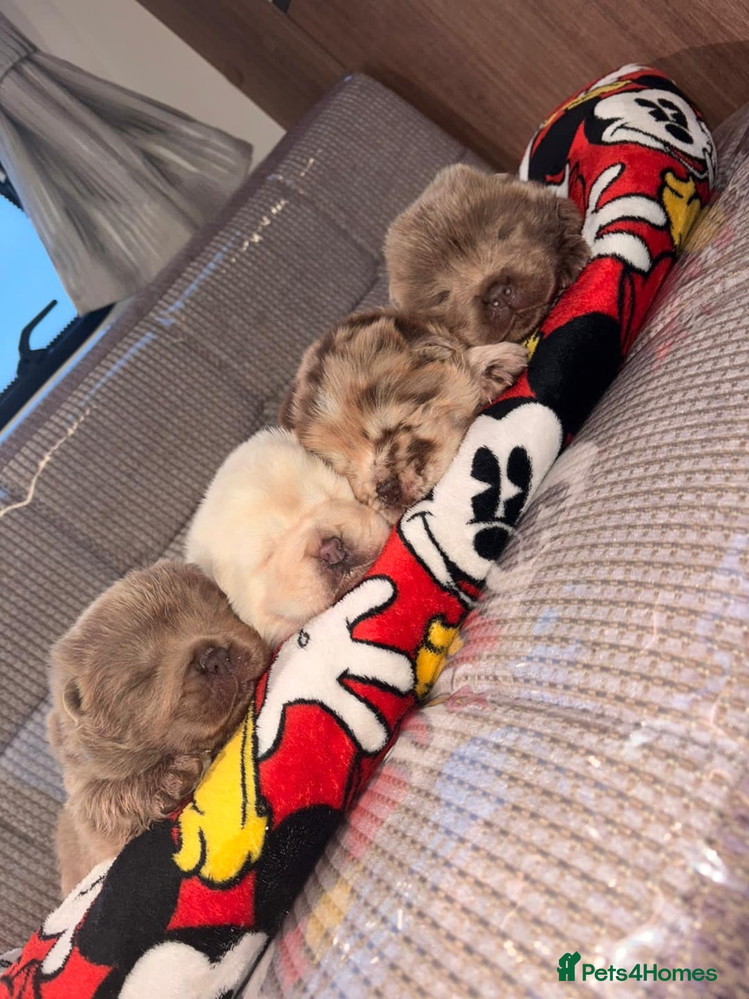 Chow Chow dogs for sale: Merle Full Pedigree Chow Chow Puppies  - Advert 2