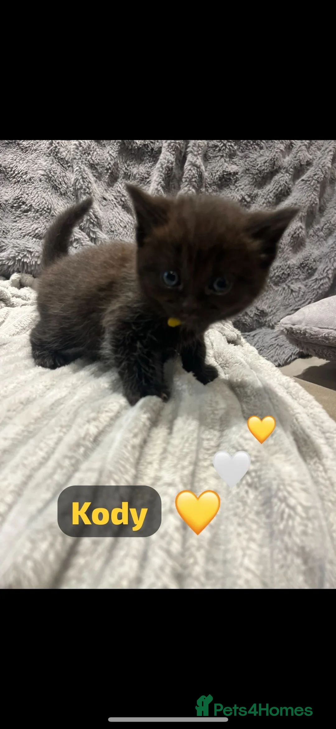 British Shorthair cats for sale: Beautiful British shorthair cross kittens🩵🩷 - Advert 23