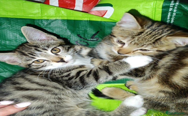 Mixed Breed cats - Advert 2