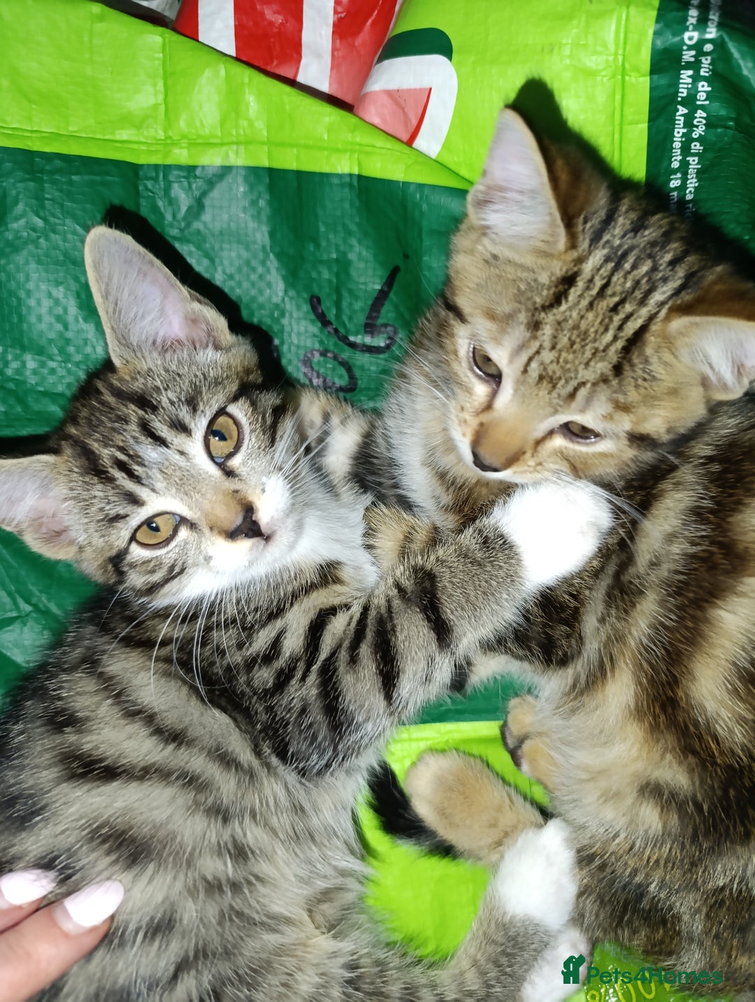 Mixed Breed cats for sale: Beautiful mixed breed kittens - Image 1