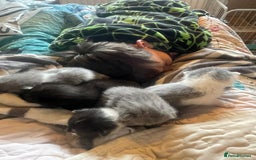 British Shorthair cats for sale: 5 kittens mixed litter 9 weeks old, ready now!  - Image 11
