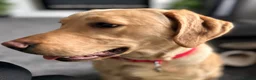 Labrador Retriever dogs for sale: 2 yr old Labrador  - Advert 2
