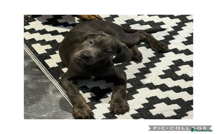 Cane Corso dogs - Advert 7