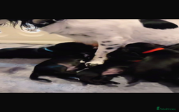 Mixed Breed dogs for sale: Dockers! Beautiful 3 girls left READY NOW  - Advert 20