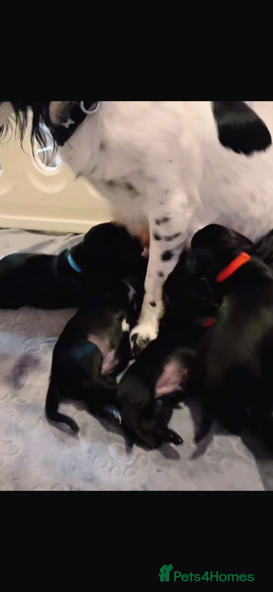 Mixed Breed dogs for sale: Dockers! Beautiful 3 girls left READY NOW  - Advert 20