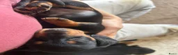 Miniature Dachshund dogs for sale: 🐾 MINIATURE DACHSHUND PUPPIES SHORT HAIRED - Advert 10