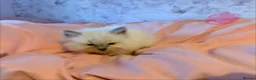 Ragdoll cats for sale: 🌟RAGDOLL KITTENS 🌟 - Advert 4