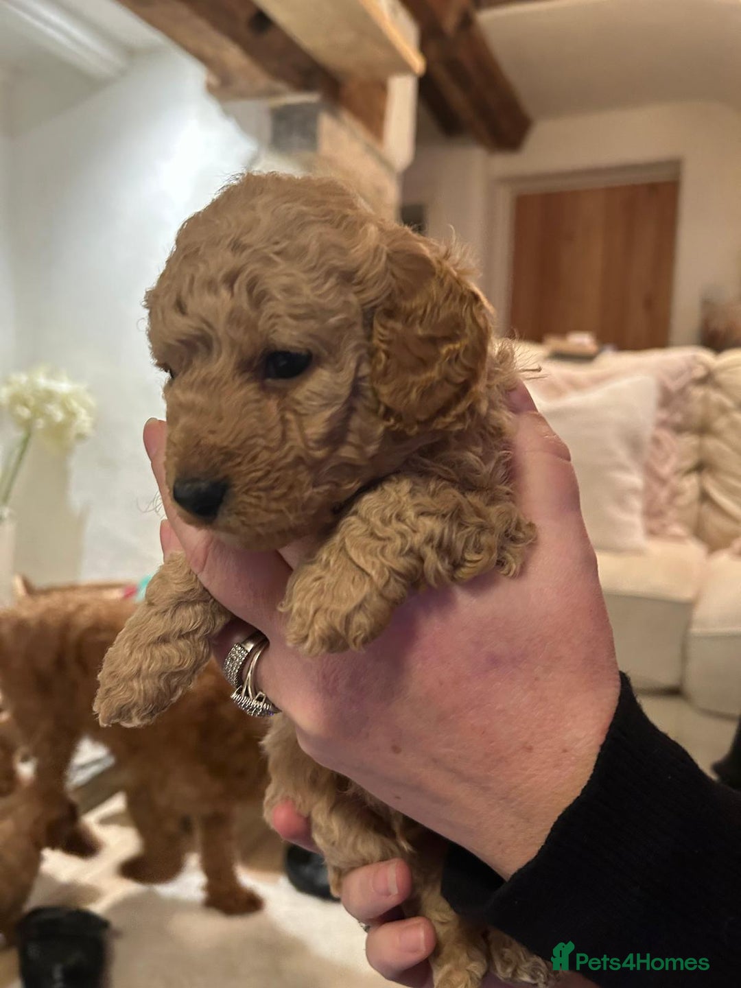 Cockapoo dogs for sale: Amazing miniature F1b cockapoo  - Advert 1
