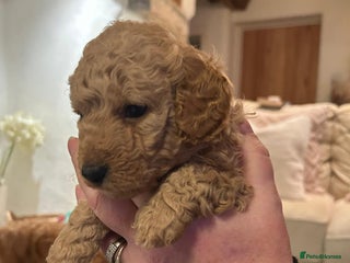 Cockapoo dogs Amazing miniature F1b cockapoo - Advert 1