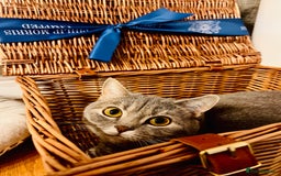 Scottish Fold cats for sale: Scottish fold beautiful girl - Image 2