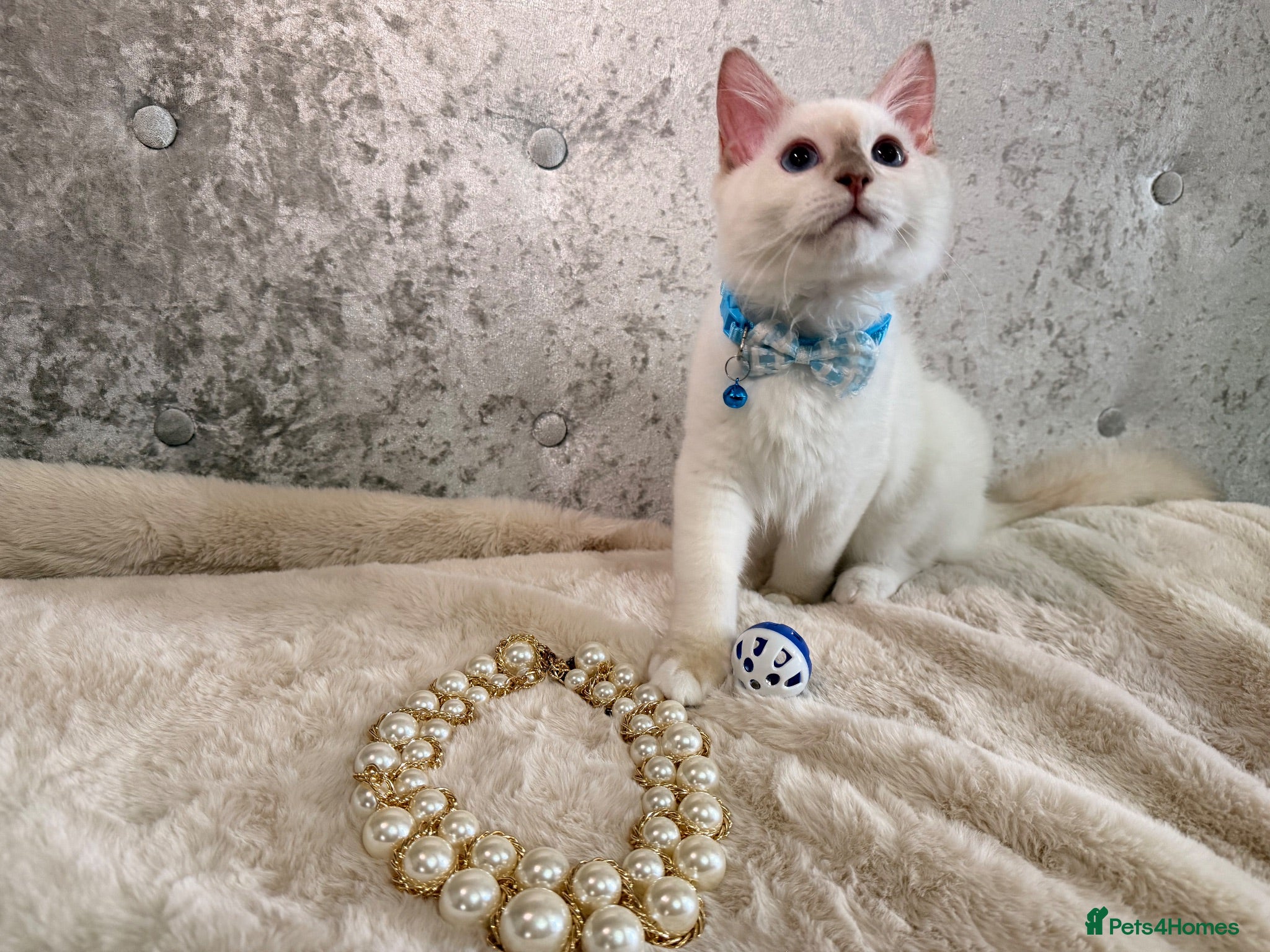 Ragdoll cats 🌟Stunning HCM PKD Clear ✅ 💕 Ragdoll Kittens 🌟 - Advert 2