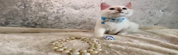 Ragdoll cats for sale: 🌟Stunning HCM PKD Clear ✅ 💕 Ragdoll Kittens 🌟 - Advert 11