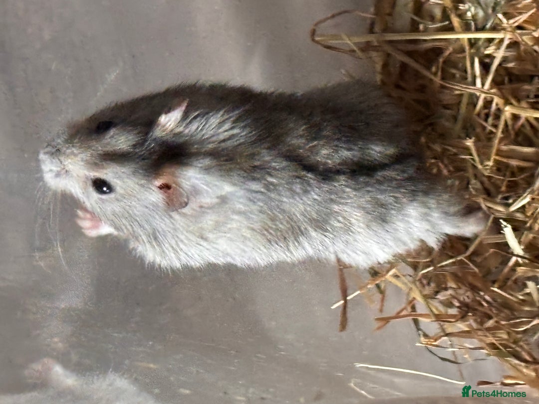 Hamster rodents for sale: Supertamed Russian white dwarf Baby Hamsters - Image 15