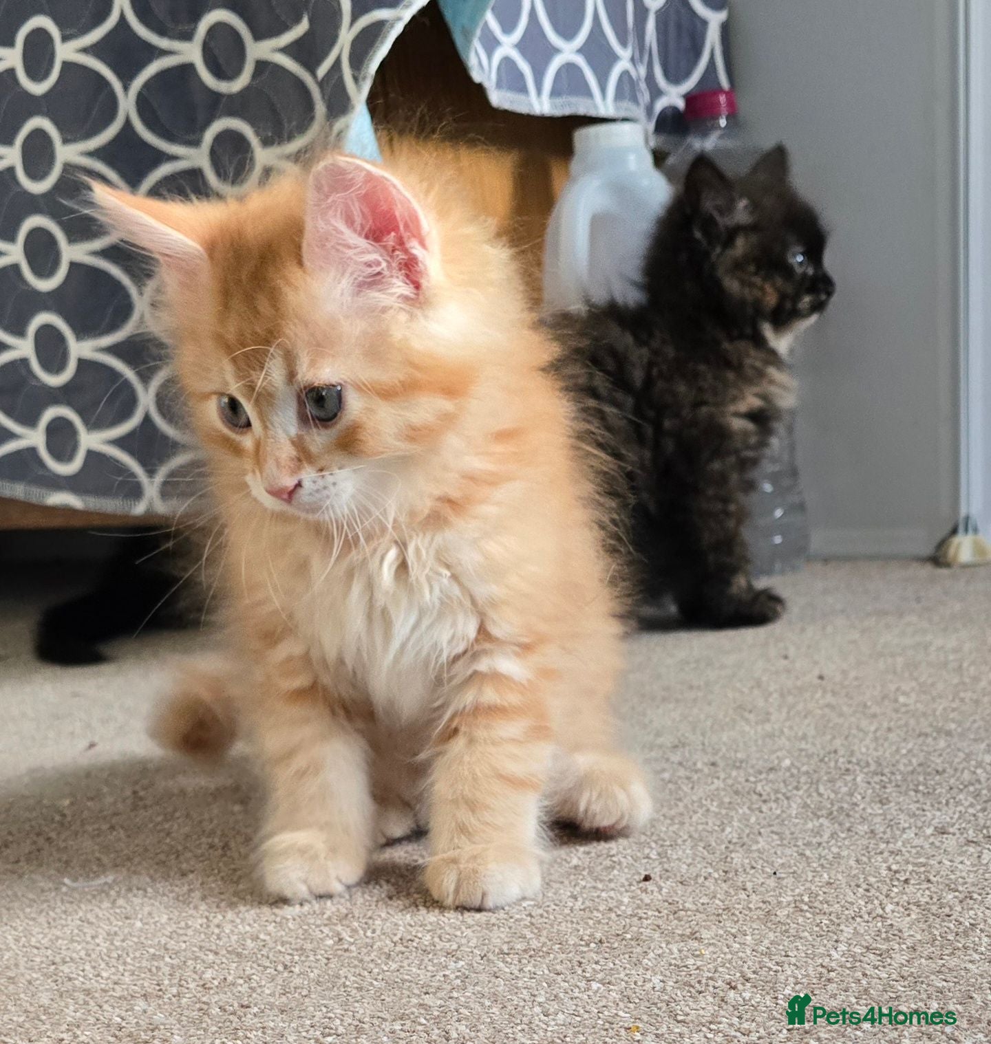 Siberian cats Siberian x pretty kittens  - Advert 2
