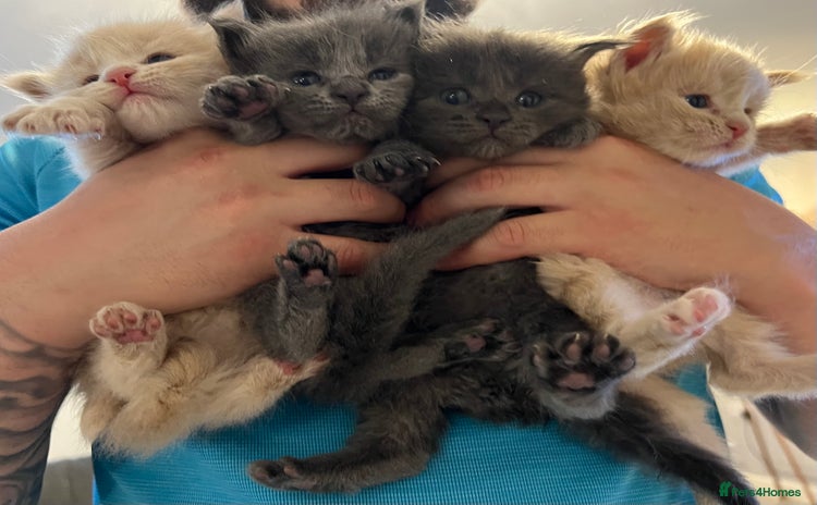 Maine Coon cats - Advert 1