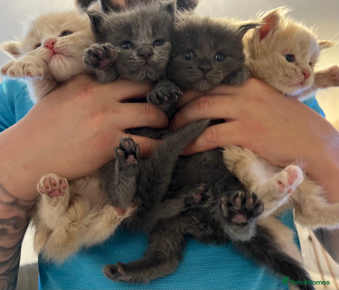 Maine Coon cats for sale: maine coon kittens  - Image 1