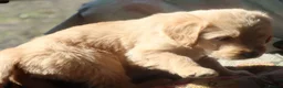 Labradoodle dogs for sale: Beautiful Third-Generation Labradoodle Puppie - Advert 28