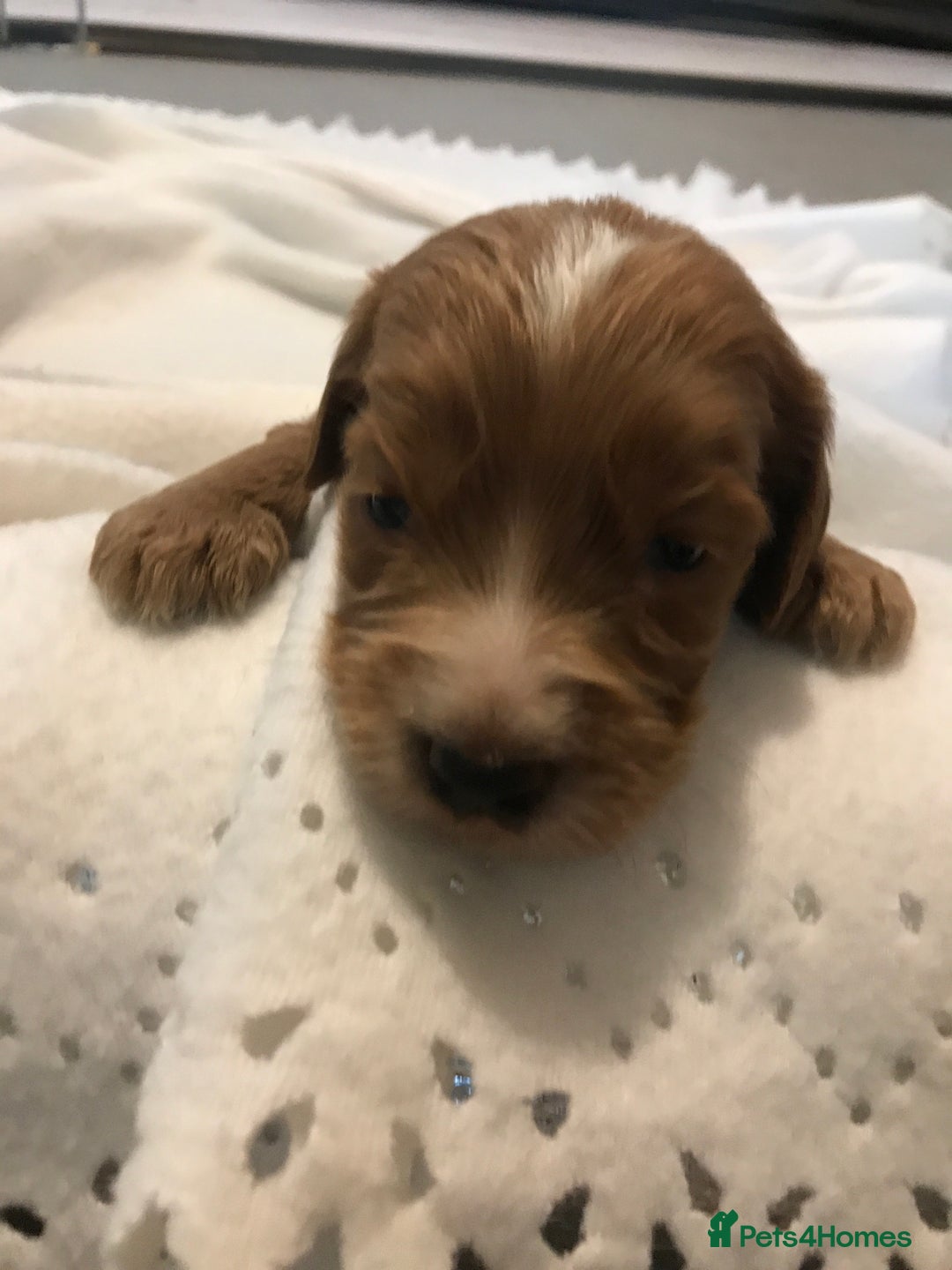 Mixed Breed dogs for sale: Health tested Australian Labradoodles - Image 20