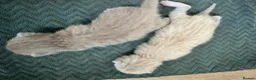 Bengal cats for sale: 2 left now Bengal cross ragdoll kittens - Advert 4
