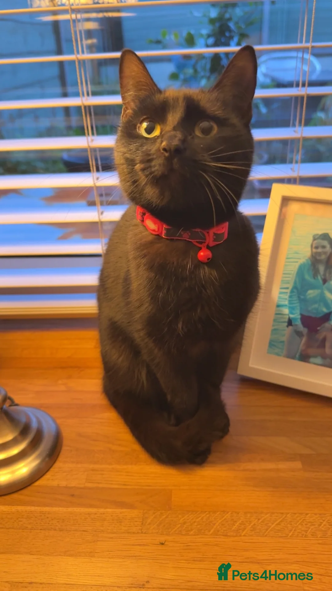 Mixed Breed cats for sale: Kitten needing her forever home 🖤 - Advert 2