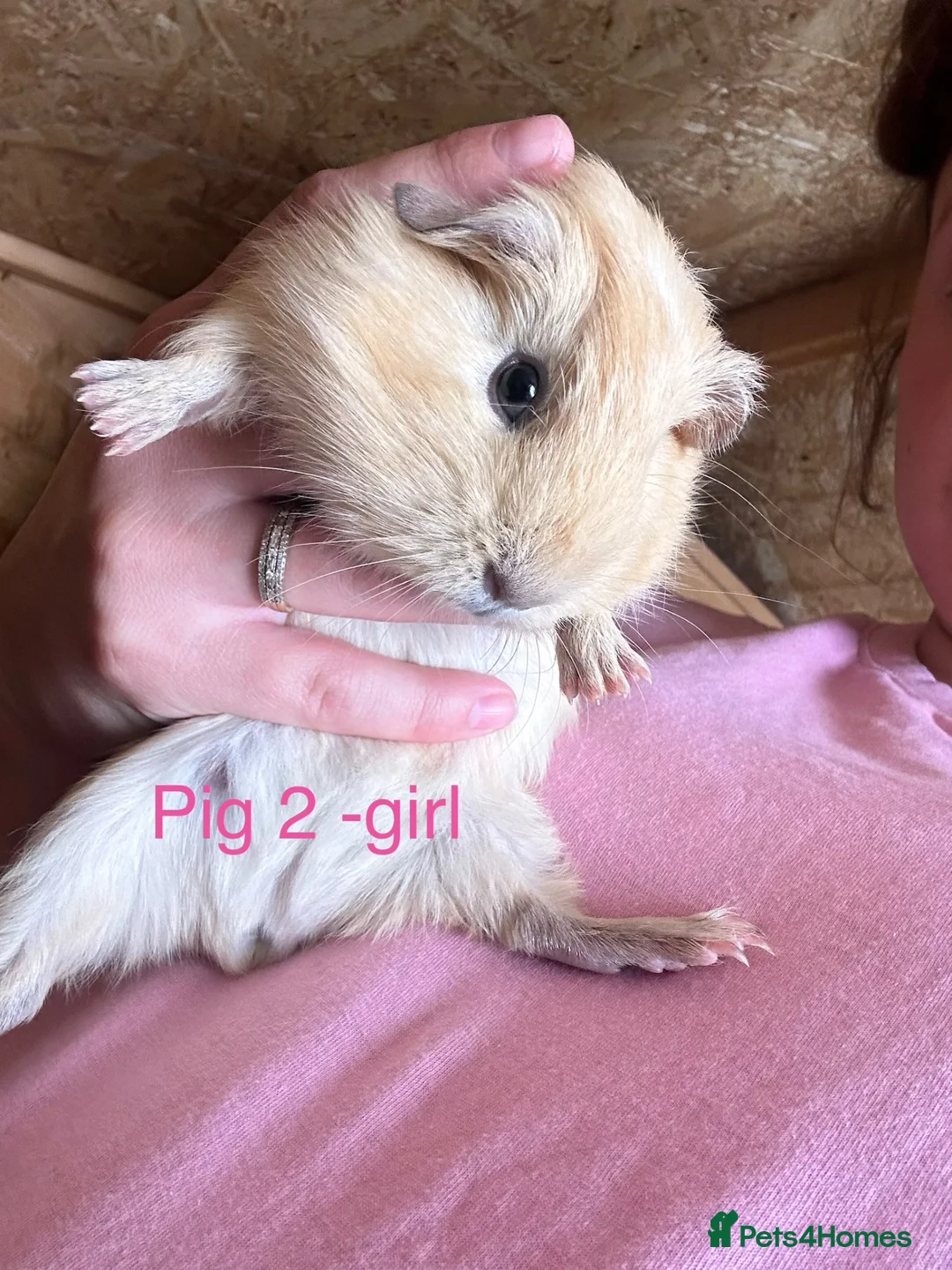 Guinea Pig rodents for sale: Guinea pig babies  in Yeovil - Advert 2