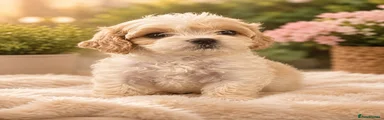 Cavapoochon 5