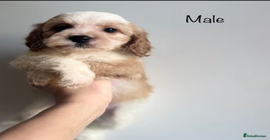 Cavapoo dogs - Advert 7