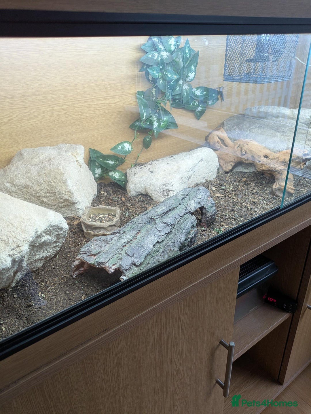 Lizard reptiles for sale: Banded Uromastyx (dispar flavifasciata) for sale  - Image 4