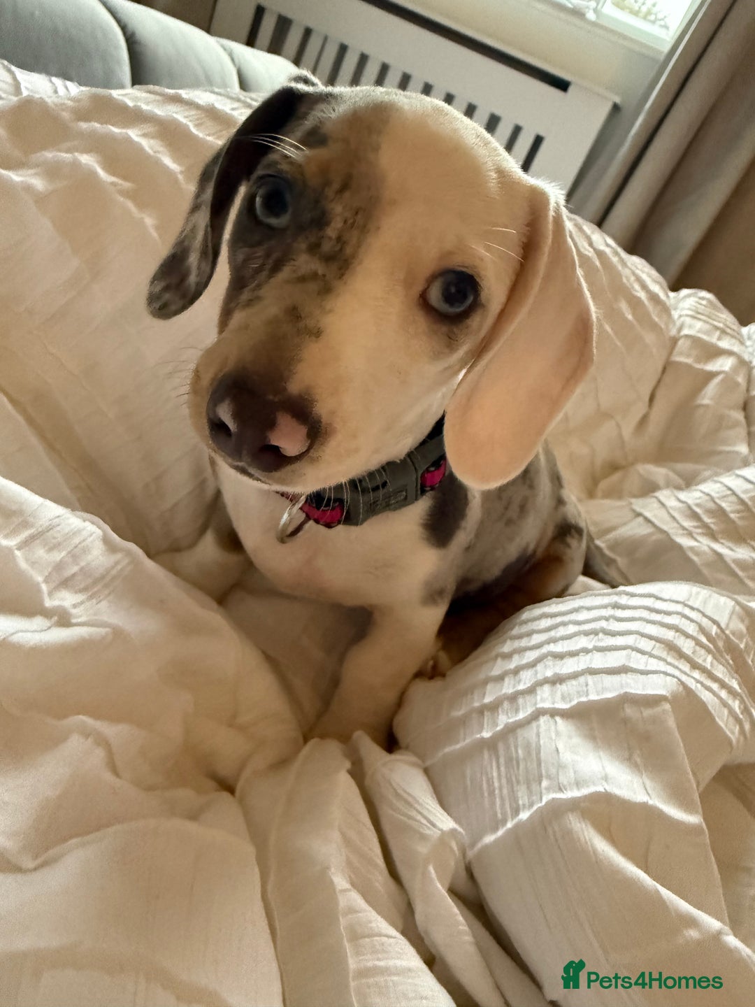 Dachshund dogs for sale: millie the miniature dachshund  - Advert 1