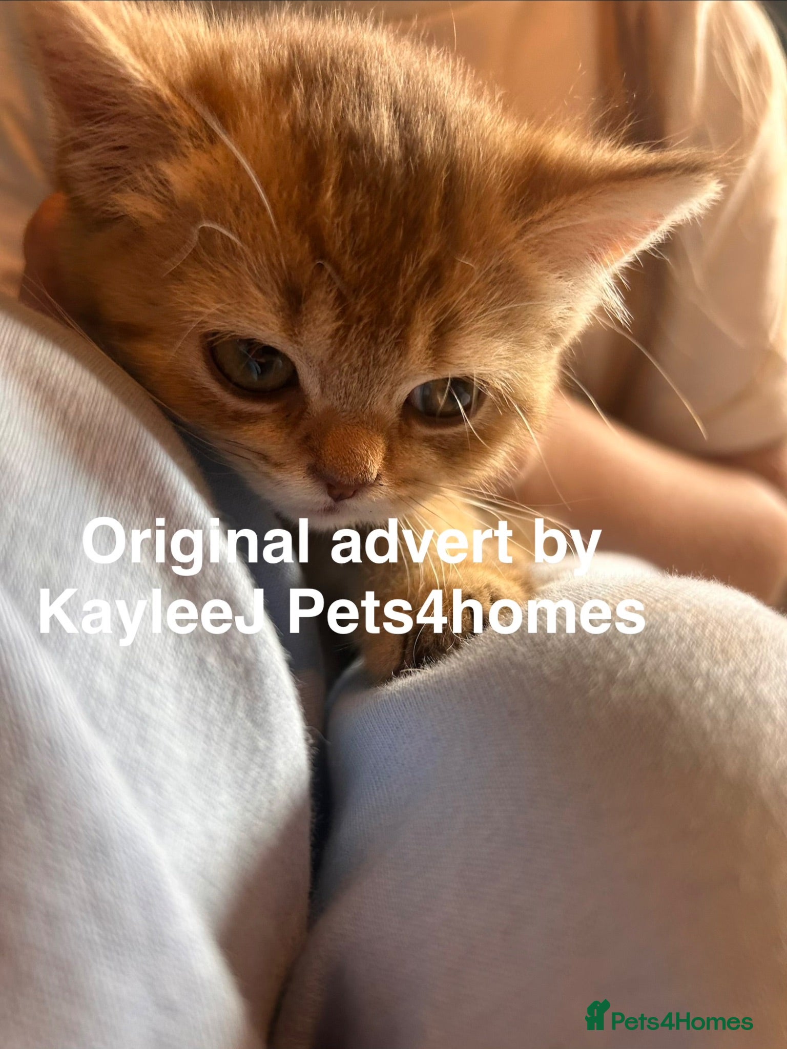 British Shorthair cats GCCF Registered British Shorthair Kittens Golden🌟 - Advert 2