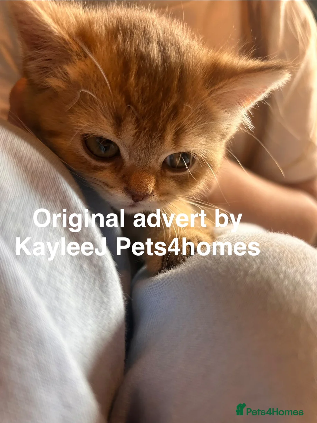 British Shorthair cats for sale: GCCF Registered British Shorthair Kittens Golden🌟 - Advert 2